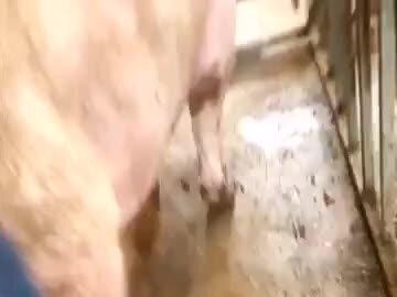 猪腿瘸,不站立,方案