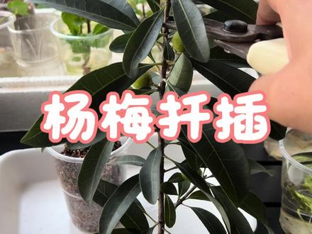 杨梅不用买,剪根枝条去扦插,以后就有杨梅吃了 #杨梅成熟了 #杨梅扦插 #扦插育苗 #蛭石扦插