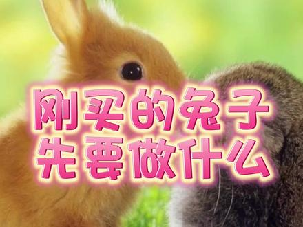 兔子刚到家首先要做什么?#宠物兔