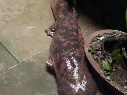 带你认识14种牢底坐穿兽#科普一下 #保护动物 #涨知识