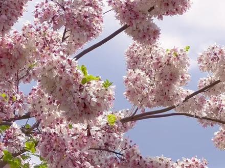 跑马拉松就算了,看花可以。#云南美好推荐官 #为五一假期准备512g的胃 #这是云南的专属浪漫 #五一不能错过的吃喝玩乐攻略 #五一本地美食推荐