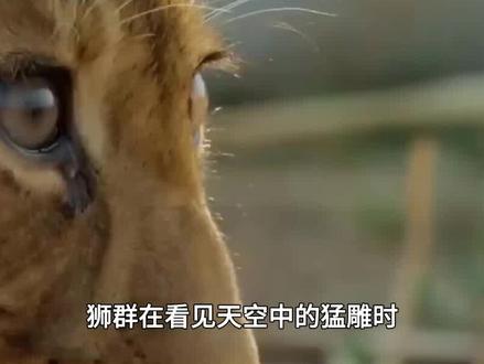 非洲猛雕有多凶残?活吃秃鹫和巨蜥,连花豹狮子也敢捕食! #非洲猛雕 #猛禽 #捕猎 #动物世界