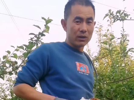 我给大家分享一下中村一郎苹果套袋神器的使用小方法?#苹果套袋撑口器 #中村一郎苹果套袋神器 #新农人计划2022官方流量叠加扶持