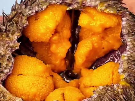 8只手掌大每只都在3两以上!马粪海胆太肥了!就是名字磕碜点儿!#美食专业者联盟 #跟着抖音学做菜 #美食