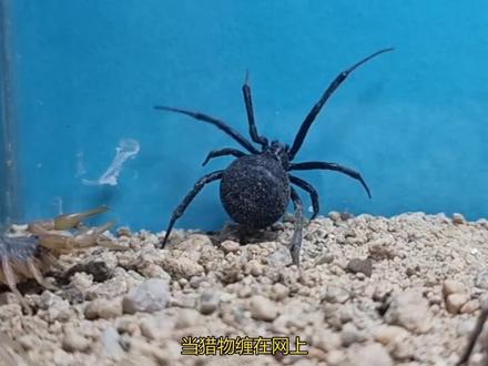 当一群蝎子和一群黑寡妇蜘蛛,再加上一只狼蛛,遇到一起。会发生什么呢?#观察昆虫 #昆虫记 #奇趣自然