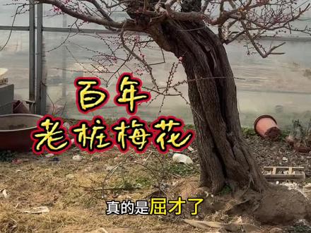 3.98万的百年老桩梅花#老桩梅花#老桩红梅树#别墅庭院植物#梅花开了