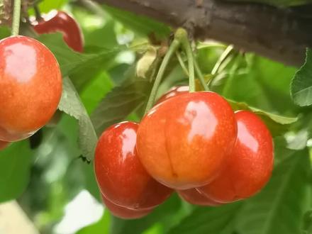 雨后的鲁樱3、6、8裂果情况。下了一天一夜雨,具体情况大家看视频吧。 #一年樱桃成熟的季节 #樱桃品种的选择