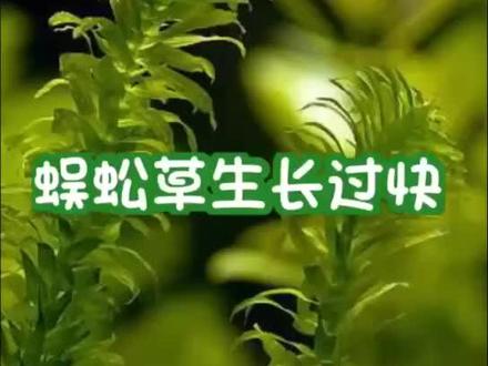 蜈蚣草是水草造景中比较常见和容易养的品种,是小白试手佳品哦!#水草知识