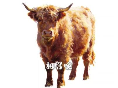 我也凑个热闹嘿嘿(抖音吞我画质!)#画渣日常摸鱼 #日常瞎画 #十二生肖闯江湖 #牛 #十二生肖偏心