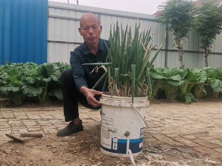 冬天咋储存大葱?剪掉老根栽到空桶里,吃到明年春天都没事