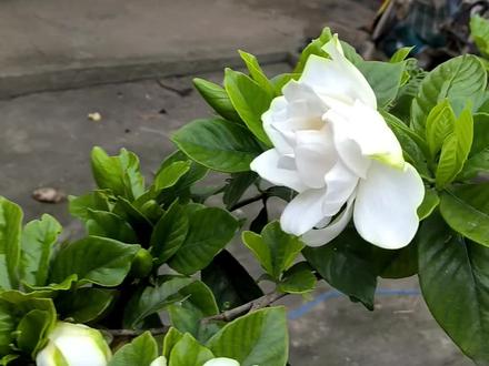 #栀子花 #桅子花开 我们湖北人都特别喜爱栀子花,几乎每家每户都会在房前屋后或院子里种上一颗。在湖北,栀子花是唯一戴在头上不会被说的白色花,戴一朵在头上或者胸前,好闻的香味伴随一整天
