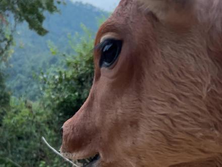 小牛哞哞叫 #农村养牛 #农村生活 #放牛 @DOU+小助手 #创作灵感