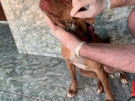 被豪猪折磨的狗狗,主人花一个小时帮它拔刺,看着让人心疼 #被豪猪刺扎的狗 #强迫症 @DOU+小助手