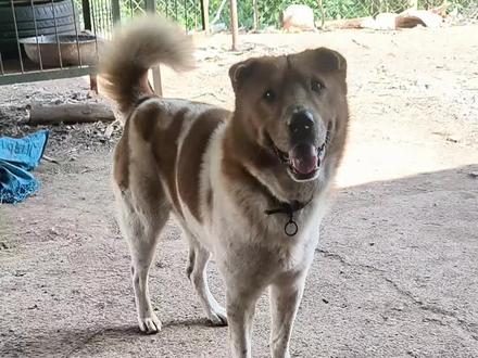 狗水皮鞋过新年! #土狗#中华田园犬 #萌宠