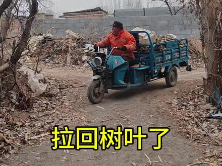 放羊大爷每天下午出去找一车树叶,看他的羊吃得香不香#新农人计划2026 #乡村生活家 #养羊人