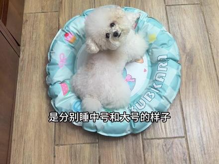 价格和质量都很合适的冰垫,双倍冷凝胶,加厚牛津布,值得入。 #养宠好物分享 #谁能拒绝软萌小狗 #宠物冰垫