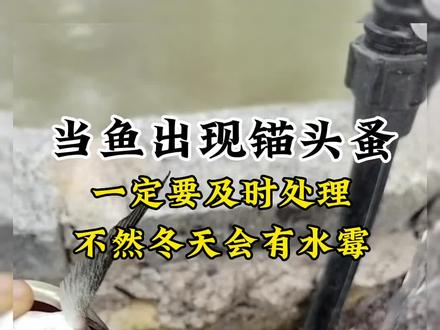 当鱼出现锚头蚤一定要及时处理,不然冬天会有水霉#四大家鱼养殖 #鱼虾蟹养殖 #高密度养殖 #锚头蚤