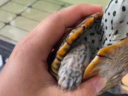 #养龟日常 #钻纹龟晒背可以促进的新成代谢,消化和吸收,可以有效缓解喂食导致的肠胃消化不良。也可以防止和治疗腐皮。