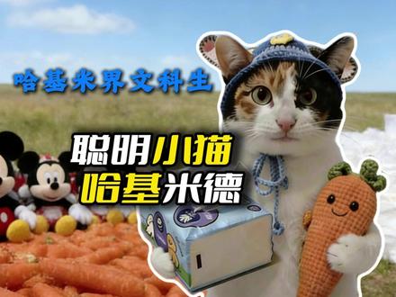 小猫里的文科生 哈基米德 #萝卜纸巾猫咪 #小猫 #抽象 #哈基米 #搞笑