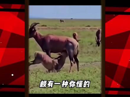 #杰瑞 #梗图
汤姆,杰瑞,你怎么看