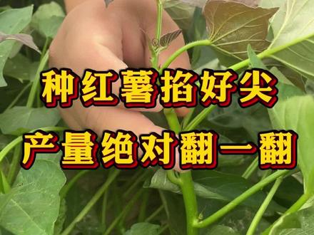 红薯要不要掐尖 #红薯种植 #红薯管理 #红薯增产小妙招