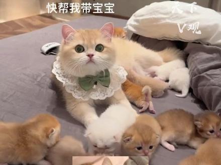 猫咪把崽都叼给主人,猫:现在都流行姥姥带娃。#又是被小猫可爱到的一天 #铲屎官的乐趣