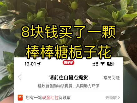 8块钱买的棒棒糖栀子花 #栀子花 #栀子花养护 #种花 #养花小知识 #盆栽绿植