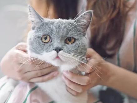 怕买到假猫粮?那防伪标要看清楚!#宠物食品 #猫粮 #萌宠 #真假辨别 #科普 #宠物 #渴望 #巅峰