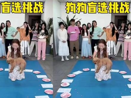 狗狗盲选挑战,哈哈太搞笑了
