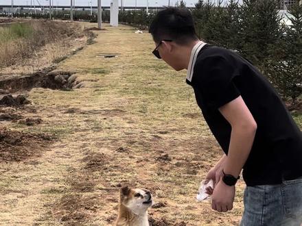 你们家小狗是不是也800个心眼子#不养狗不知道养狗的乐趣 #狗狗的心眼子到底有多少 #萌宠日常记录
