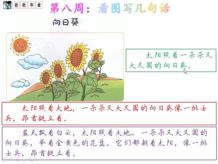 看图写话-向日葵,教你描写植物#看图写话 #写作文