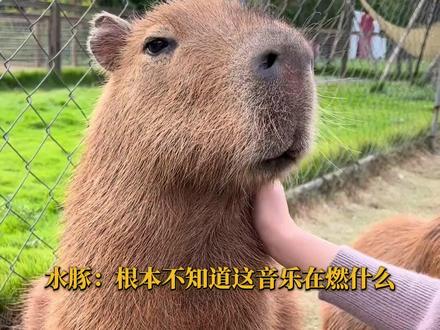 这个走路速度配上这个音乐我真绷不住了 #水豚 #卡皮巴拉 #萌宠