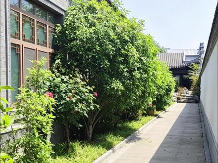 为什么合院里面要留子孙道,看了这个视频你就明白了 #四合院 #中式合院设计 #子孙道 #采光 #自建房