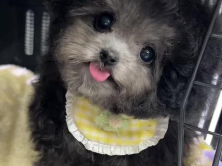 技能学习完毕!我们小灰灰要去拥抱幸福咯~#不养狗不知道养狗的乐趣 #萌宠出道计划 #狗狗一天八百个心眼子 #灰泰迪