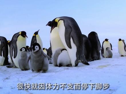 帝企鹅如何完成生命的接力? #帝企鹅 #自然纪录片 #动物世界