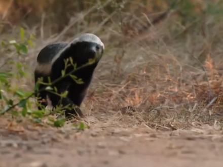 无畏的勇气是我生存的法宝 #蜜獾 #平头哥 #动物解说 #动物 #科普