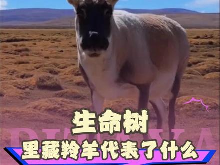 #生命树里藏羚羊代表了什么 剧中的藏羚羊本身就代表欲望的开端,羊没了,接下来又是谁呢#生命树 #杨紫 #娱乐 #新剧来袭