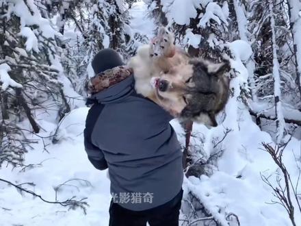 猎人巧设陷阱捕获4头百斤巨狼,转手一卖狂赚数万