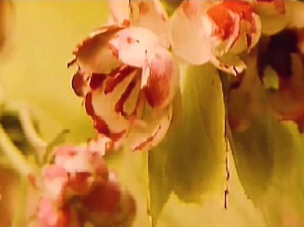 他为什么是本禁书?#红楼梦 @DOU+小助手