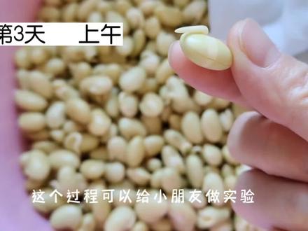 豆子到豆芽的四天生长过程,过年豆芽备起来,这过程没有学不会的😏#自发黄豆芽 #过年 #记录真实生活