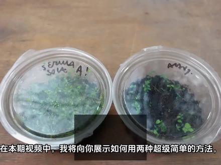 蓝莓种植教程 #植物 #轻松解压 #休闲 #蓝莓 蓝莓种植保姆级教程!有手就会!用超市里买的蓝莓取种种植,切片播种与种子播种区别很大!