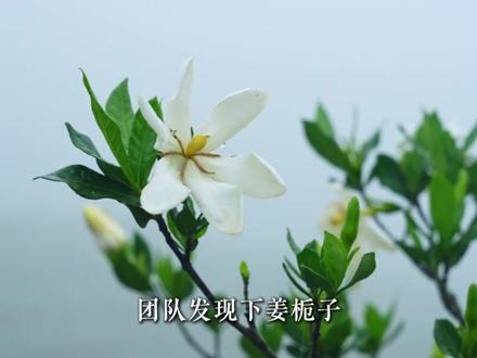 她,用一杯茶,留住了爷爷的味道。 #财经 #爷爷不泡茶 #创业 #品牌 #真财实学计划