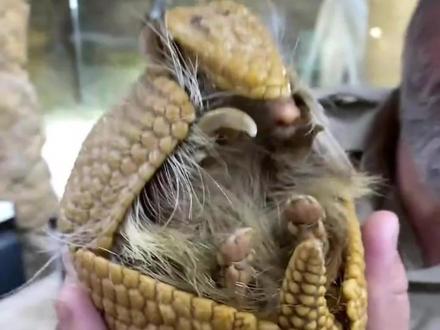 谁不想拥有一个会变形的小怪兽呢……#动物科普 #知识科普 #可爱 #犰狳 #内容启发搜索