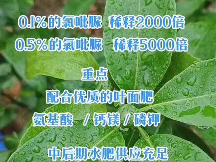 #抖音助农 #三农 #关注我每天分享更多农业知识 #希望能帮到有需要的人 氯吡脲的使用!