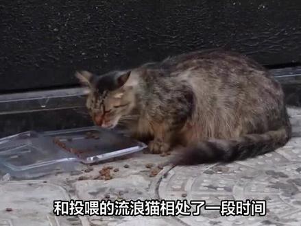 怎么确定流浪猫认主了 #喂猫日记 #流浪猫救助 #流浪猫 #救助流浪猫 #流浪猫领养 #关爱流浪猫