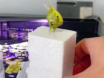 杨桃孩子丢了第二季!#抖in萌宠计划 #我的宅家日记 #豚哥的海水家族 @豚哥