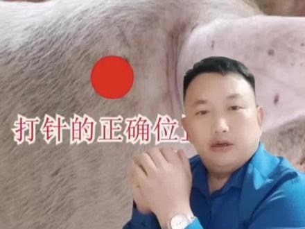 #猪扎针的正确操作#技术