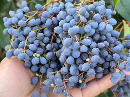 绿化带常见的女贞子,果实像一串串紫色的小葡萄,你了解它的价值吗#女贞子#植物科普#涨知识#植物分享#内容启发搜索