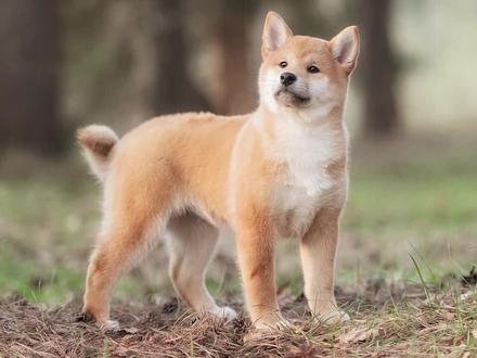 狗狗冷知识,你知道几个