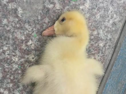 这种情况还有救吗!#动物 #动物的迷惑行为 #动物救助 #涨知识